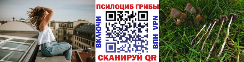 сколько стоит  Заполярный  Псилоцибиновые грибы GOLDEN TEACHER 